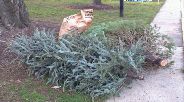 City Announces Christmas Tree Collection Schedule